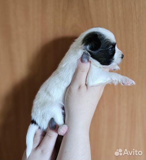Щенки папийона