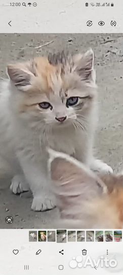 Отдаю даром кошечку маленькую трехцветная
