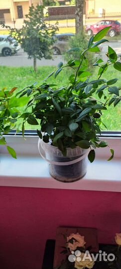 Роза Кардана 5 кустов оптом, цена за один горшок