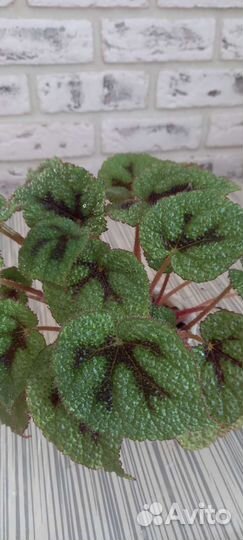 Растения комнатные