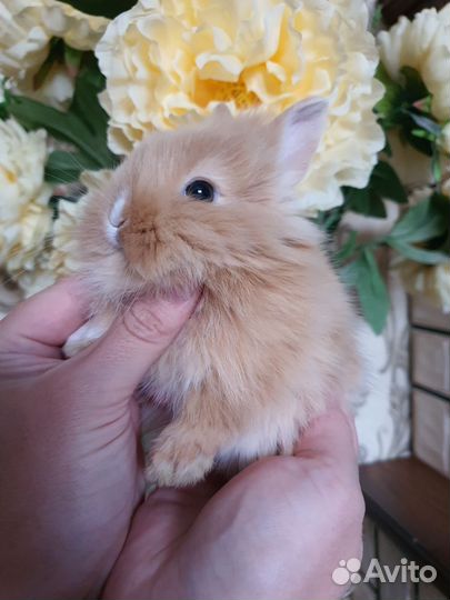 Карликовый кролик
