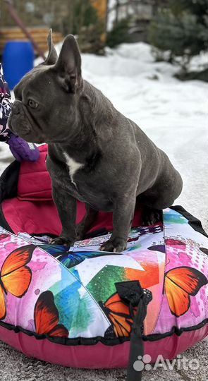 Французский бульдог кобель вязка