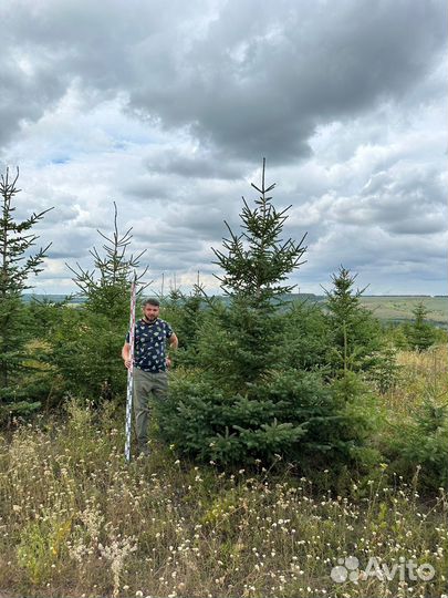 Ель голубая Экстра качества