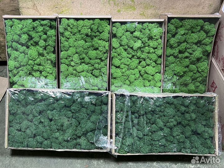 Стабилизированный мох ягель, кочка, пласт. Панно