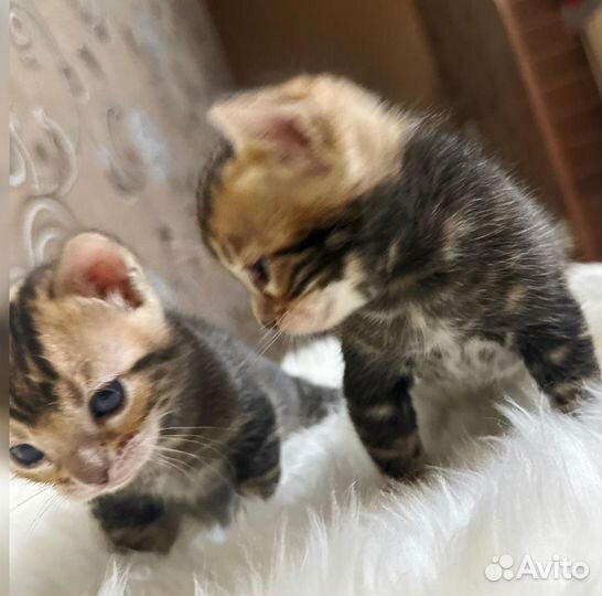Бенгальские котята