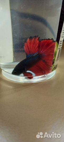 Петушок Супер Дельта