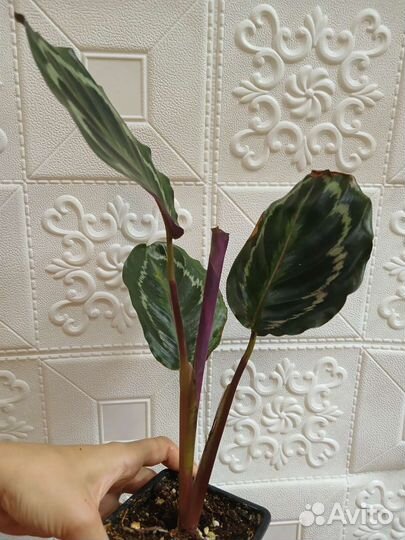 Калатея розеопикта2