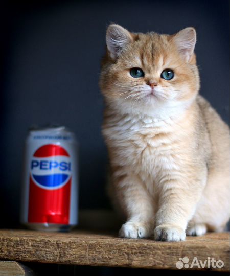 Британские котята от чемпионов породы