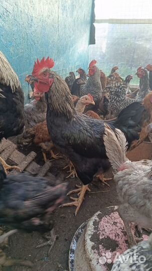 Петухи доминант и кубинские Юбилейные