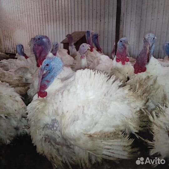 Индейка, индюк