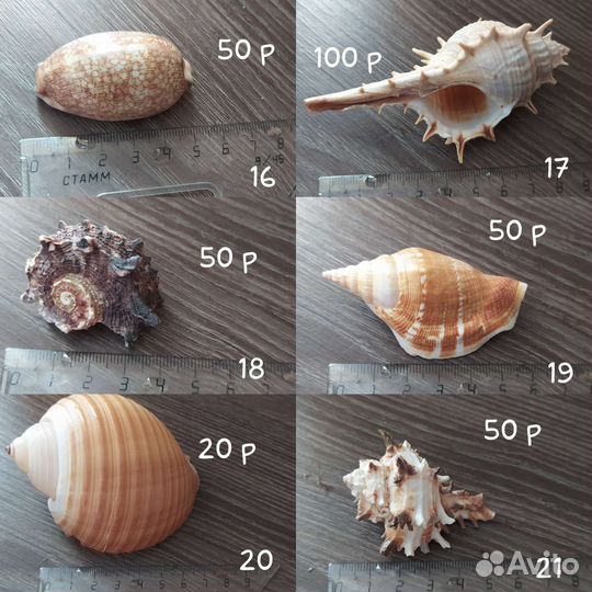 Морские ракушки, звезды, коралл, декорации