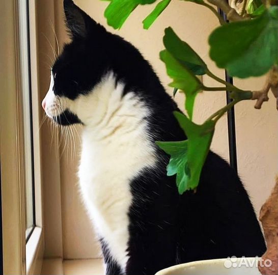 Прелестный котенок