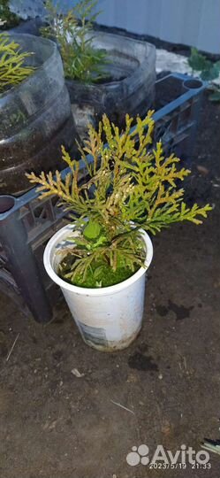 Туя смарагд саженцы