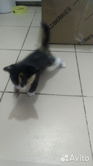 Отдам котенка