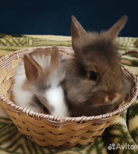 Декоративные кролики