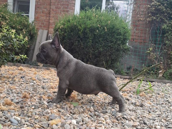 Французский бульдог