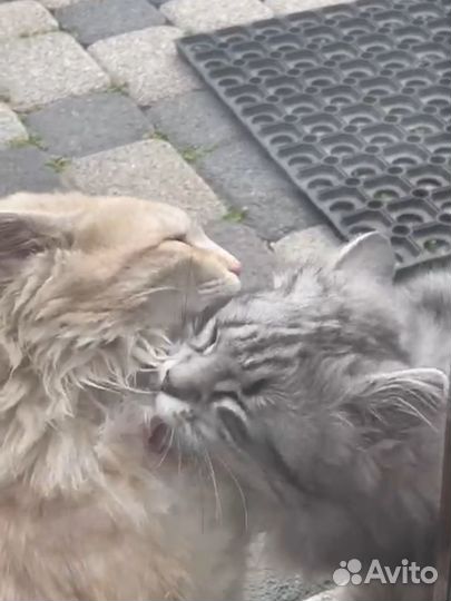 Милые котята