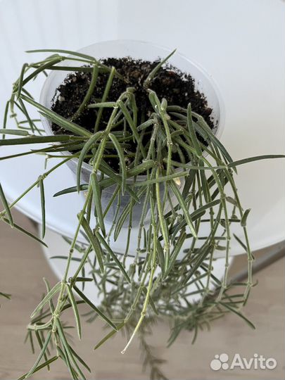 Хойя линеарис