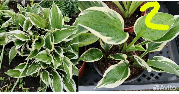 Хоста. Цветы для сада