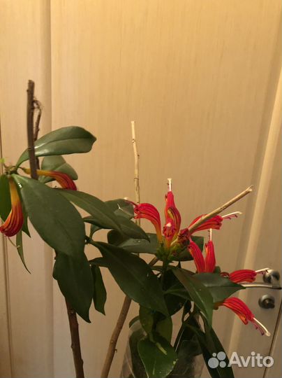 Растение цветущее Эсхинантус