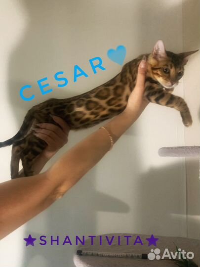 Бенгальский котёнок,мальчик от Чемпионов