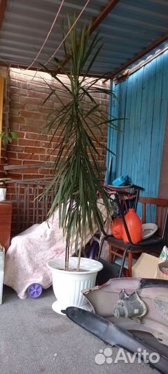 Пальма драцена 10лет