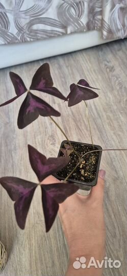 Кислица оксалис