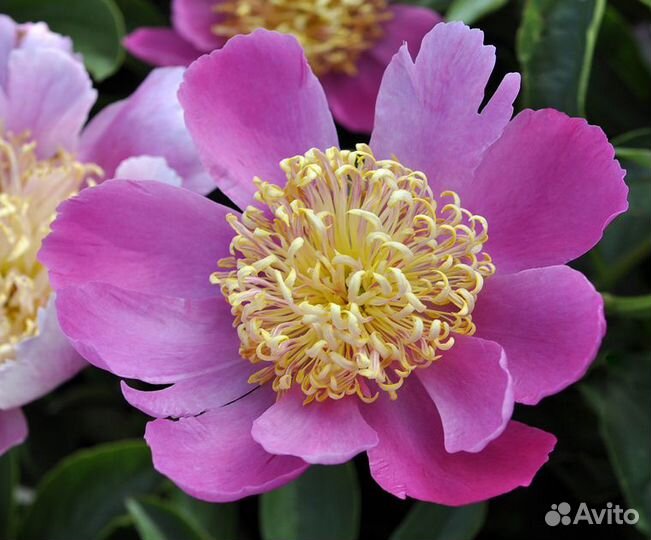 Пион Tom Eckhardt и другие пионы и многолетники