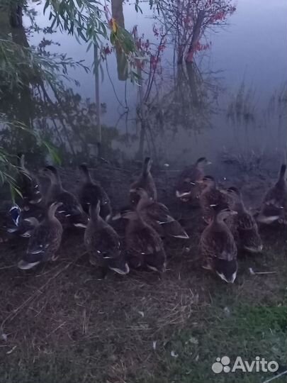 Утка дикая подсадная