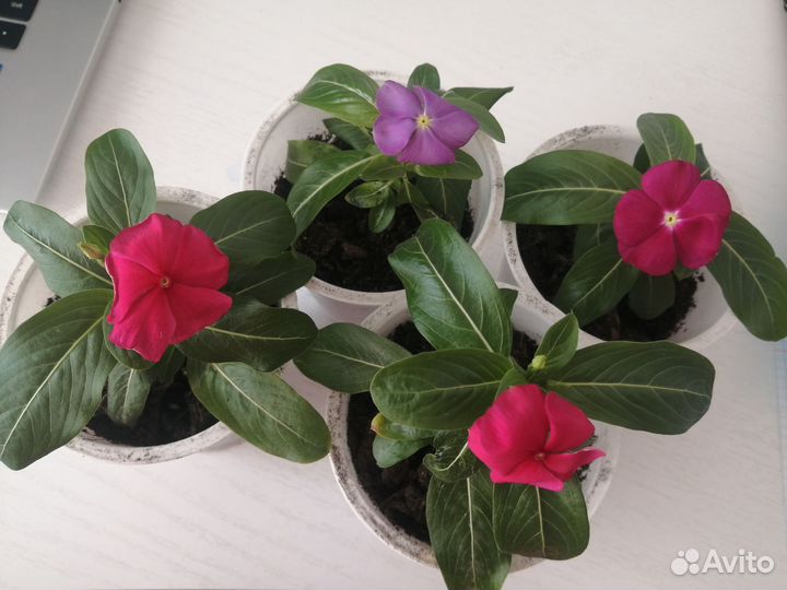 Катарантус (цветы)