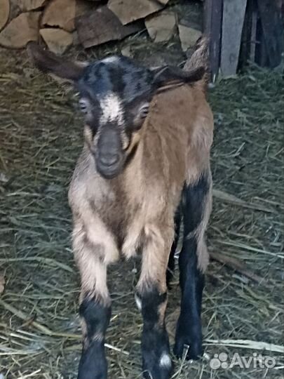 Нубийские козлята