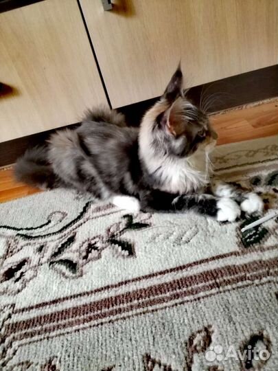 Котята мейн-кун