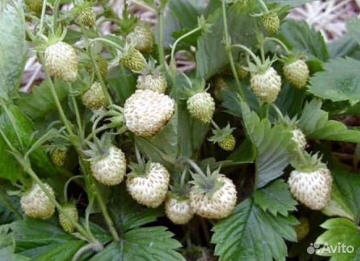 Усы садовой земляники Белый Лотос