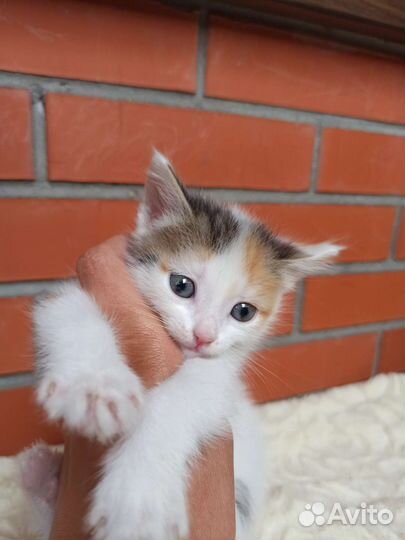 Котёнок 2 месяца