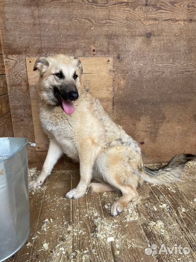 Ласковая собака