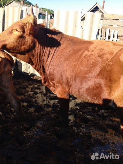 Продажа крс