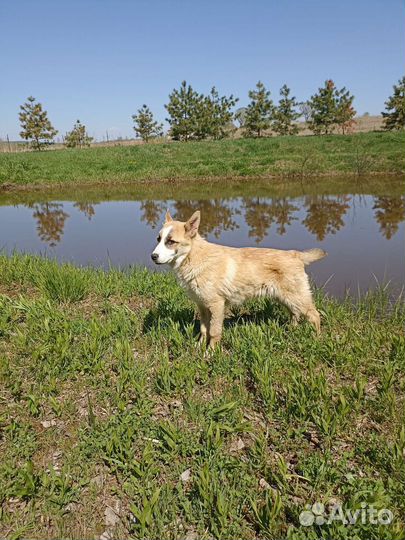 Помесь хаски