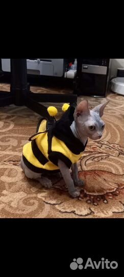 Одежда доя кошек