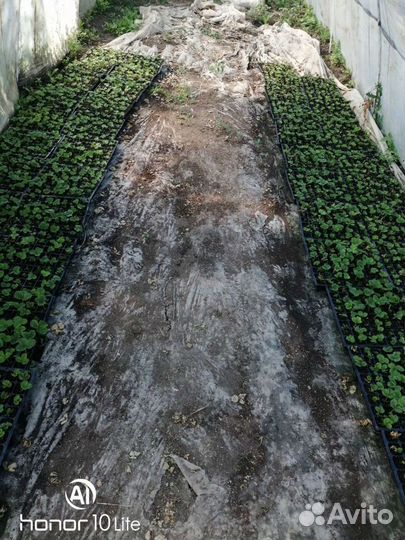 Касетная рассада ремонтантной клубники альбион