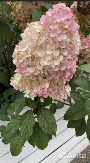 Декоративные растения оптом, гортензия