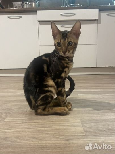 Бенгальская кошка