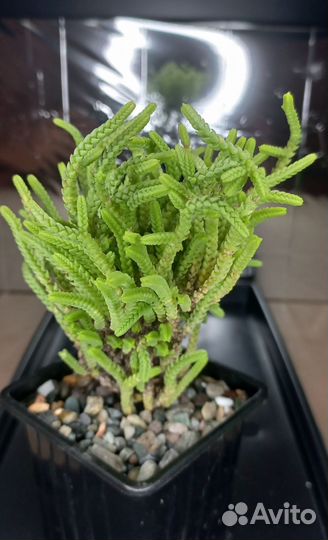 Крассулы / Суккуленты