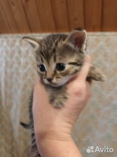 Отдам в добрые руки