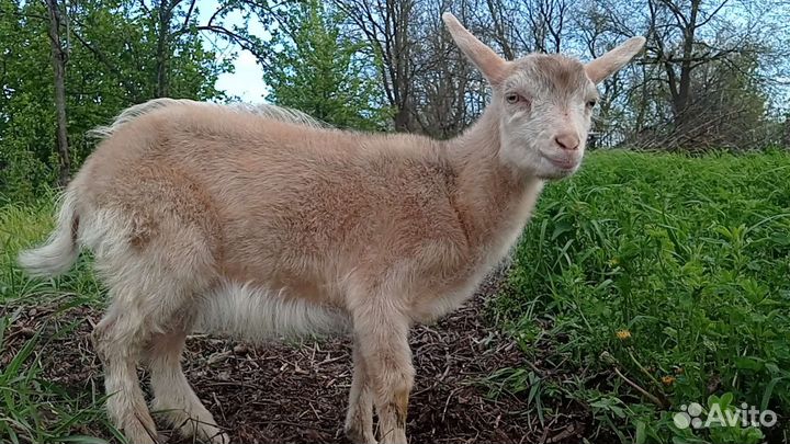 Козы козочки козлики козлята