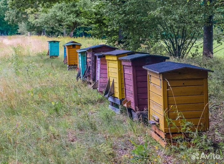 2024 Мед натуральный из Алтая опт