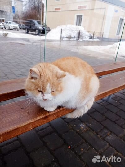 Кошечка ищет дом