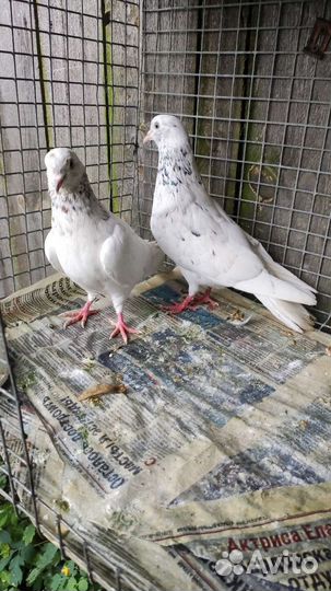 Голуби разные