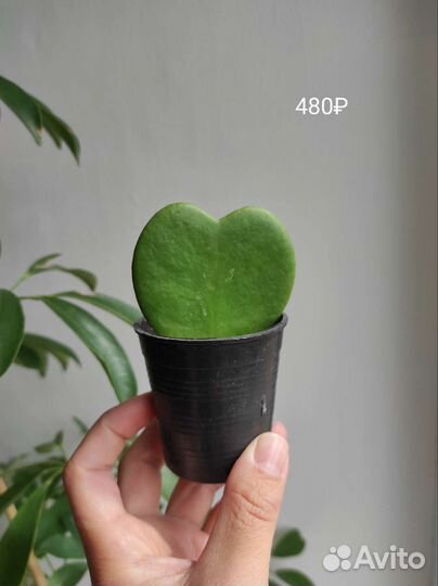 Хойи разные