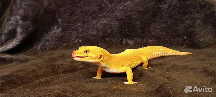 Эублефар самка