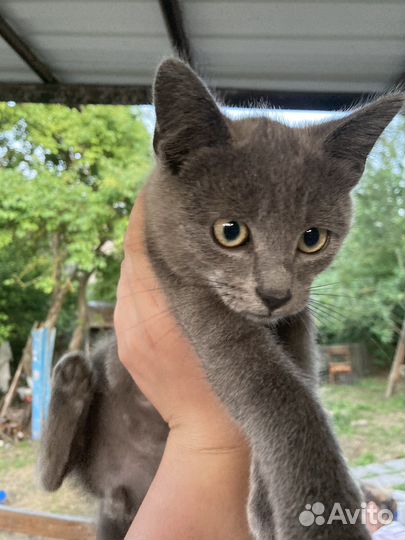 Помесь британца